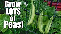 How to Grow Peas- 3 Tips for a Continual Supply, 3 DIY Trellis Ideas // Spring Garden Series #6