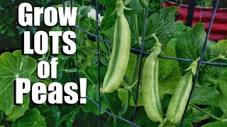 How to Grow Peas 3 Tips for a Continual Supply, 3 DIY Trellis Ideas // Spring Garden Series #6