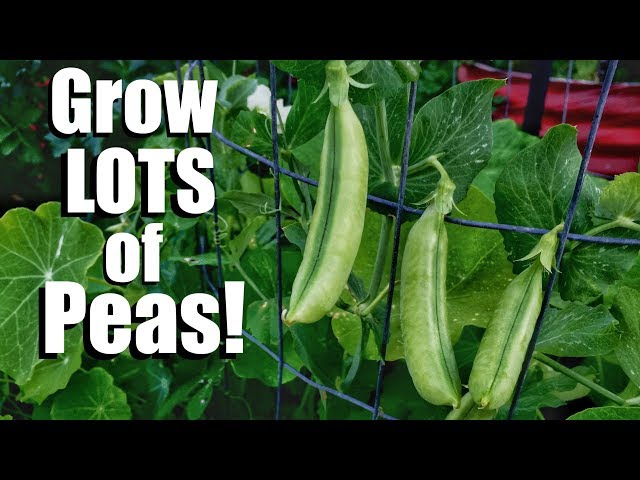 How to Grow Peas- 3 Tips for a Continual Supply, 3 DIY Trellis Ideas // Spring Garden Series #6 class=