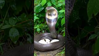 😱😱এই সাপ বাসা তৈরি করে ও ডিম পাহারা দেয়😱😱 King Cobra Snake