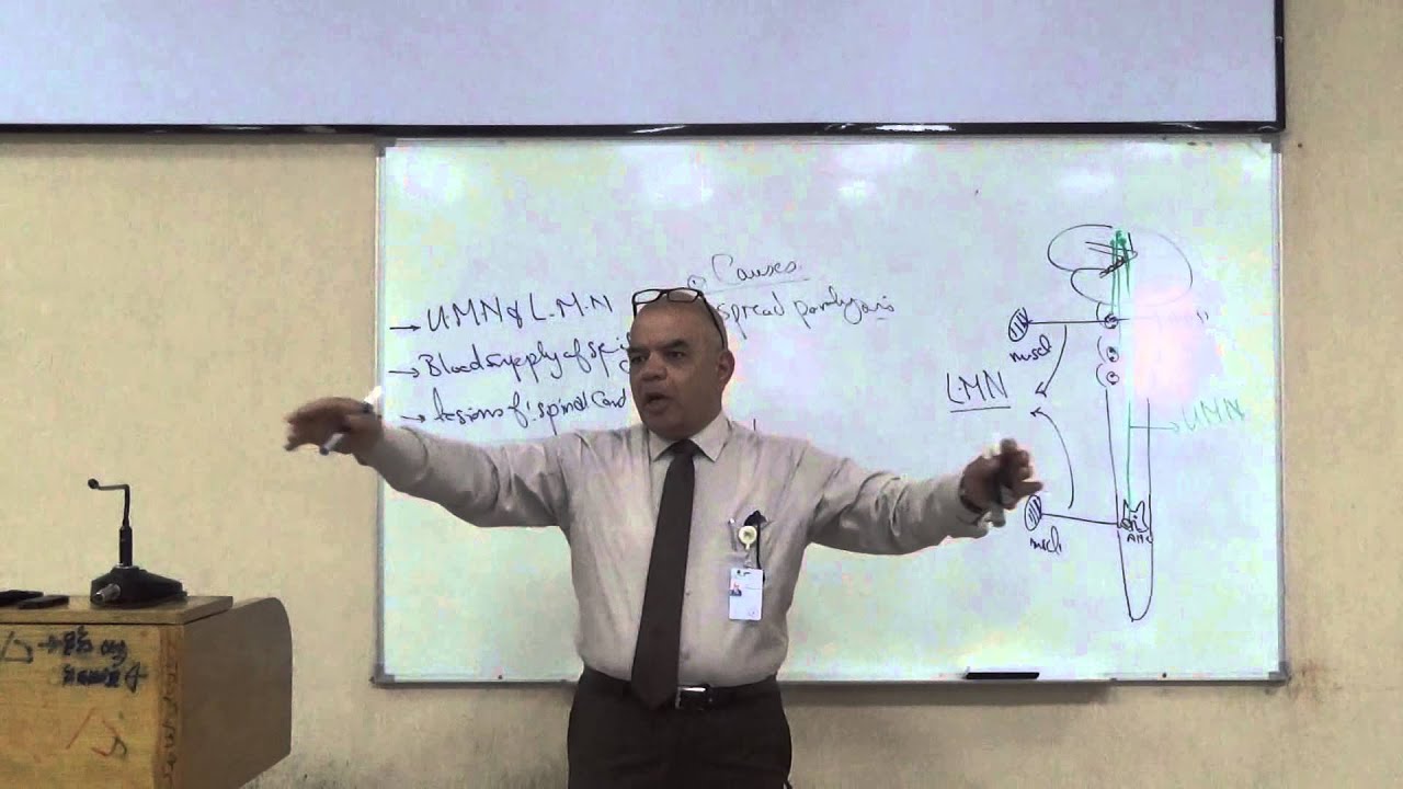 Neuroanatomy 8th lec (Dr.gamal) Part 1 - YouTube