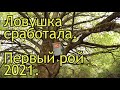 Ловушка сработала. Первый рой 2021.