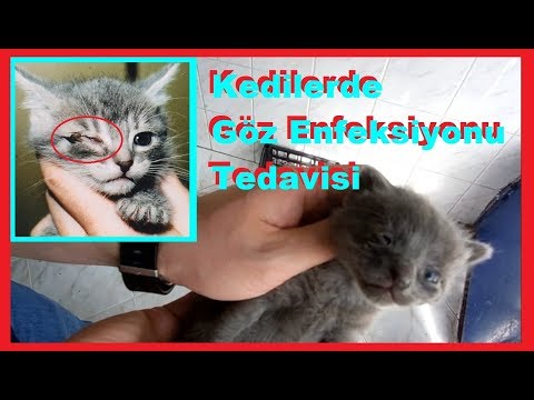 Video: Kedilerde Göz Hastalıkları Nasıl Tedavi Edilir