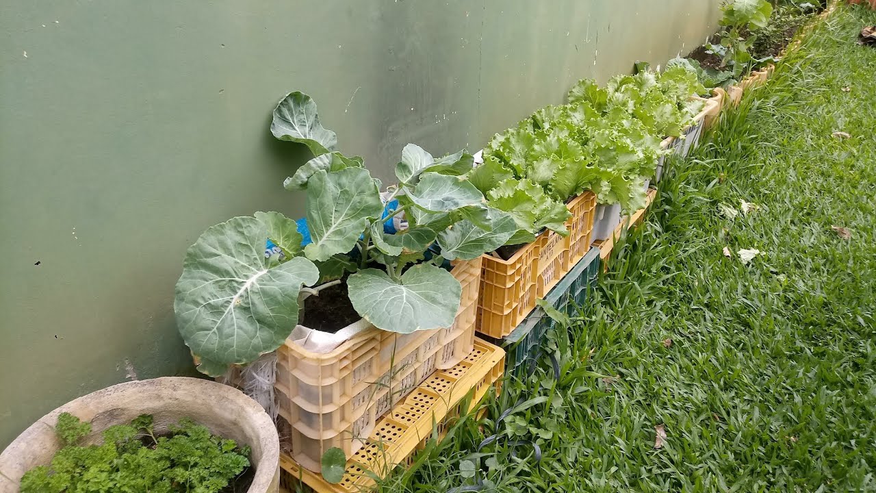 Aprenda como fazer horta em vaso, lata e caixa