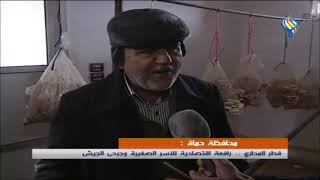 محافظة حمـاة : فطر المحاري .. رافعة اقتصادية للأسر الصغيرة والجرحى