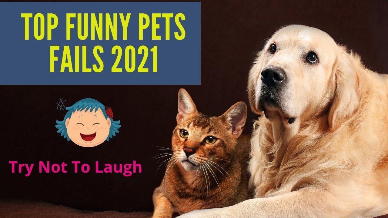 Dog and Cat Funny Video ~ Pet Fail 2021 ~ TikTok ~ Weee Meme Compilation