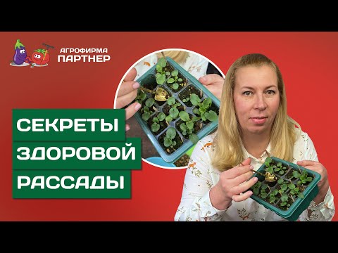 КАК ПРОИЗВОДИТЬ ПЕРЕСАДКУ БЕЗ УЩЕРБА ДЛЯ РАСТЕНИЙ