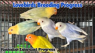 Lovebirds Breeding Progress || 2024