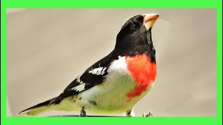 Rose-breasted Grosbeak Song! Call! Sound! Singing! - Degollado Canto -  Pheucticus Ludovicianus