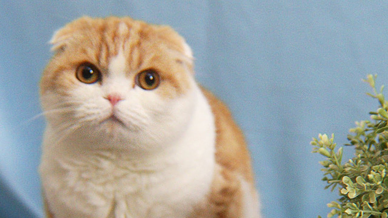 Waffles x Necoichi Pet Food Bowl Commercial