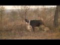 07 10 2015PM Nkuhumas bring down a buffalo!