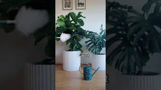 How To Polish Houseplant Leaves (Rubber Plant) 