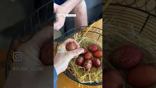 EGG FIGHTS - EASTER TRADITION