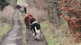 A quiet cattle drive on a country lane. regenerative farming on trail in Ireland