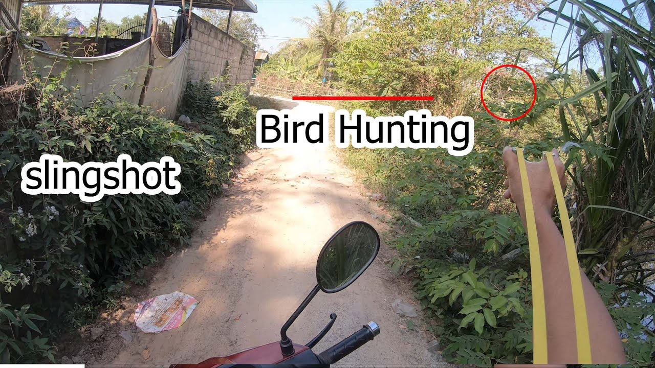 slingshot bird hunting, catapult hunting, YouTube