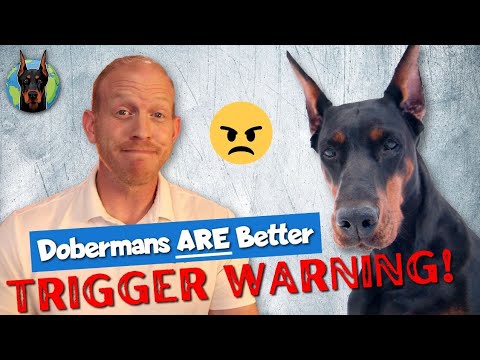 Video: Tato choroba postihuje 80% Dobermanů. Je vaše štěně tiše trpí?