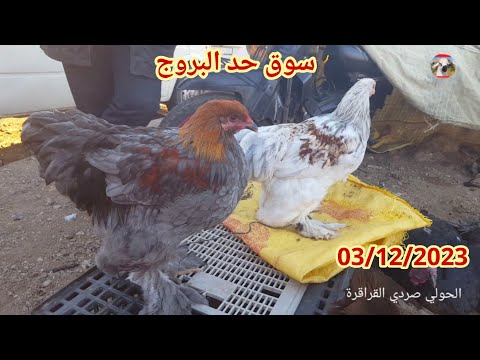 اليوم من رحبة سلالت الدجاج بلدب و زينة سوق حد البروج 03 12 2023