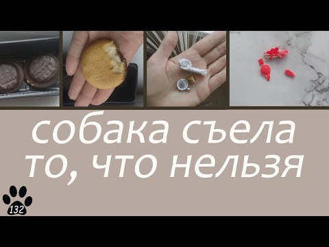 СОБАКА СЪЕЛА ТО, ЧТО НЕЛЬЗЯ. Что делать и чего не делать?