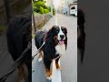 ササミを食べたかったバーニーズマウンテンドッグ