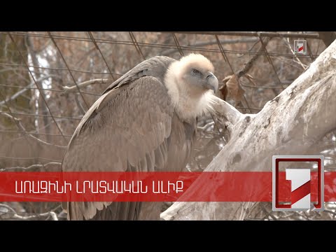 Video: Կարո՞ղ են մորուքավոր վիշապները գոմեշի բզեզ ուտել: