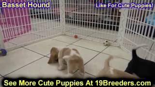 Basset Hound, Puppies, Dogs, For Sale, In Juneau, Borough, Alaska, AK, 19Breeders, Badger, College