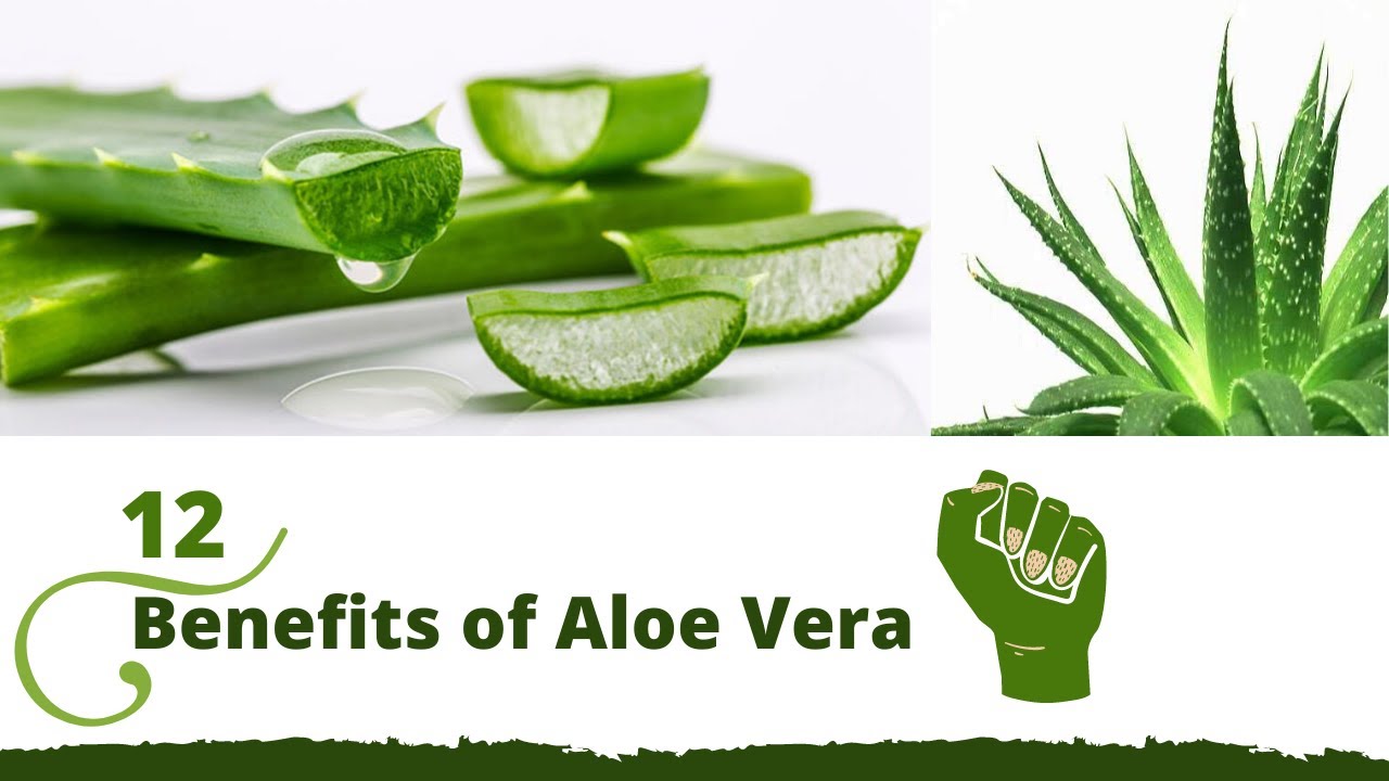 12 Best Benefits of aloe Vera Use Aloe Vera Everyday YouTube