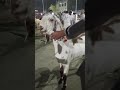 Eid ul Adha 2026 kay Liye Khubsurat Janwa