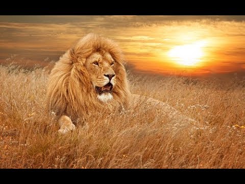 видео об охоте на львов
