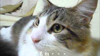 【メインクーン】売れ残っていた猫マロの物語