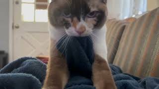 INO - The Scottish Fold Japanese Bobtail Cat by CS L 85 views 4 months ago 25 seconds