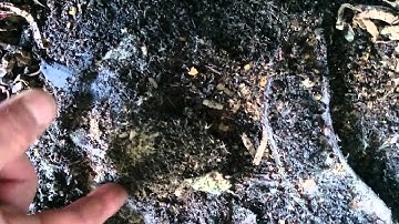 Worm Farm - ANC cocoon hatchery at 23 days - 270615