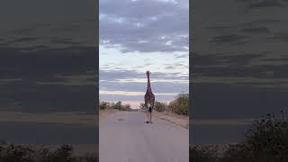 Giraffe Hits The Road #Amazing #Wildlife #Safari #Nature #Animals