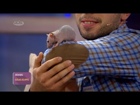 საშიში ცხოველების დადებითი ასპექტები რუბრიკა ,,ზოოკლუბში\"