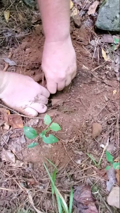 Metal Detecting Tiktok ronwaddell
