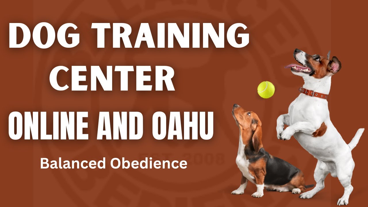 The Importance of Obedience Training for Your Dog - Balanced Obedience Online and Oahu