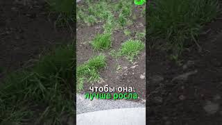 ЗЕЛЕНЫЙ РЕВОЛЮЦИЯ: КАК ЧЕРНОЗЕМ ПРЕВРАЩАЕТ ДВОРЫ В ОАЗИСЫ! #жкх #шортс #благоустройство #дом