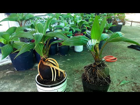 Video Cách Kê Rể Cho Cây Dừa Bonsai Đúng Cách Chuẩn Không... - youtube