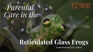 🐸✨ Parental Care in the Reticulated Glass Frog (Hyalinobatrachium valerioi)