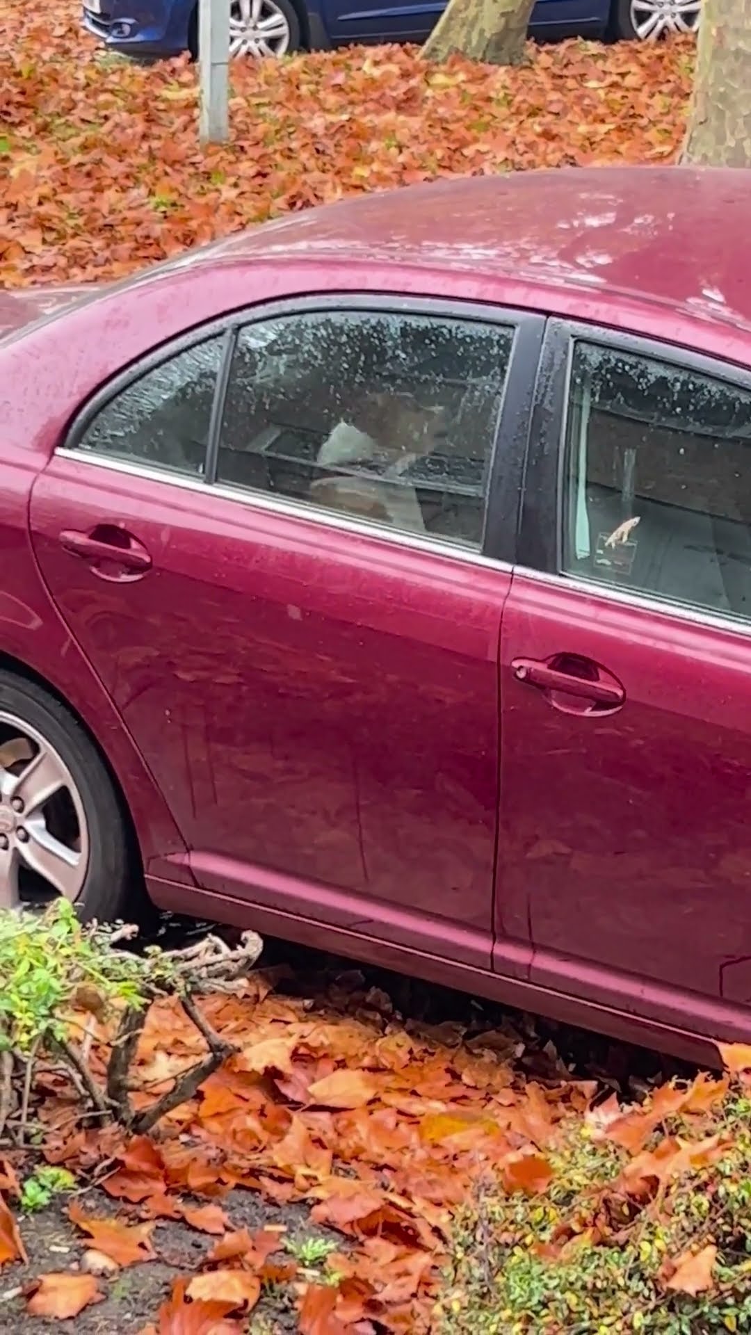Dog Twists Around in Backseat Trying to Scratch Its Back