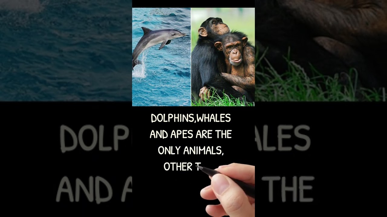 🔥🔥Animals known to commit suicide 🔥🔥