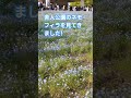 先週の土曜日のことですが足立区の舎人公園にネモフィラを見に行きました。