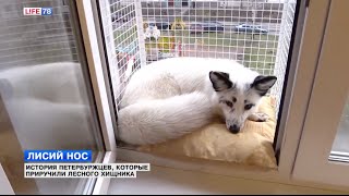 Петербуржцы приютили лесного хищника Петербуржцы приютили лесного хищника