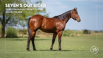 2024 Bay Gelding, Seven S Out Rider | Hip 14