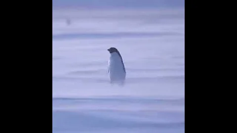 The life of a penguin in Antarctica can be tough.. Location: Antarctica 🇦🇶