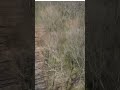 Bare Forest Looks Different From Above #drone #camping