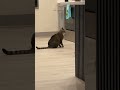 Please share the joy with your friends.  #animals   #funny  #pets #cutecats