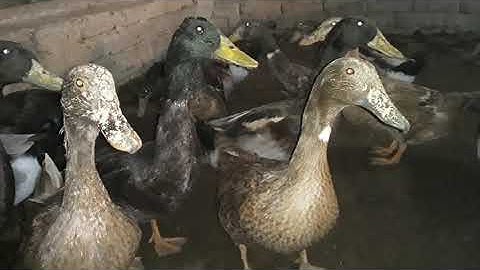 How Duck Farming make Million Eggs Duck Processing Line - Modern Poultry Farm Technology "part 43"