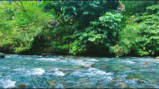 Cozy Ember ASMR 🌿 Natural River Ambience | No Talking No Music Deep Sleep