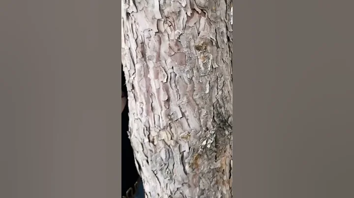 Onlynurrrr Trend Tiktok Videos 0025