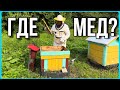 Обзор пасеки у начинающего пчеловода. Главный медосбор #хочувдеревню #пчёлы #пасека